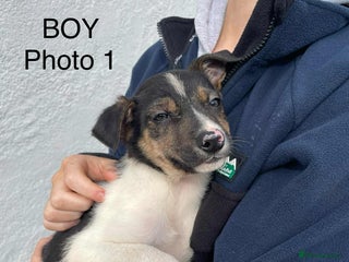 Smooth Collie dogs - Advert 5