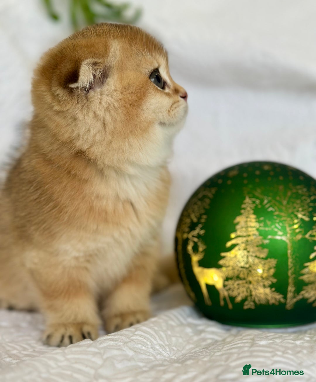 Scottish Fold cats for sale: 🌟Beautiful Scotish Fold/Straight Baby’s 🌟 - Advert 3