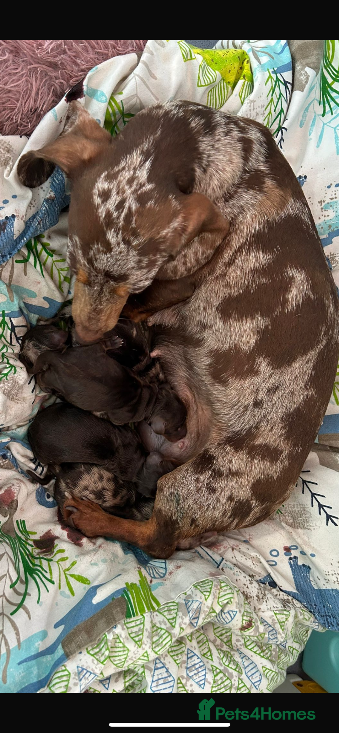 Dachshund dogs for sale: Miniature dachshund  - Image 24