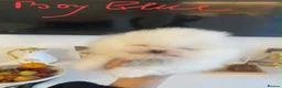 Pomeranian dogs for sale: Gorgeous puppies  - Advert 32