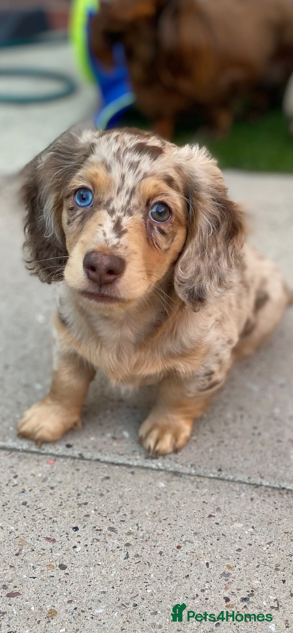 Miniature Dachshund dogs Miniature long haired dachunds  - Advert 1