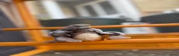 Chickens poultry for sale: Pekin bantams - Advert 3