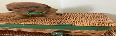 Cavapoo 2