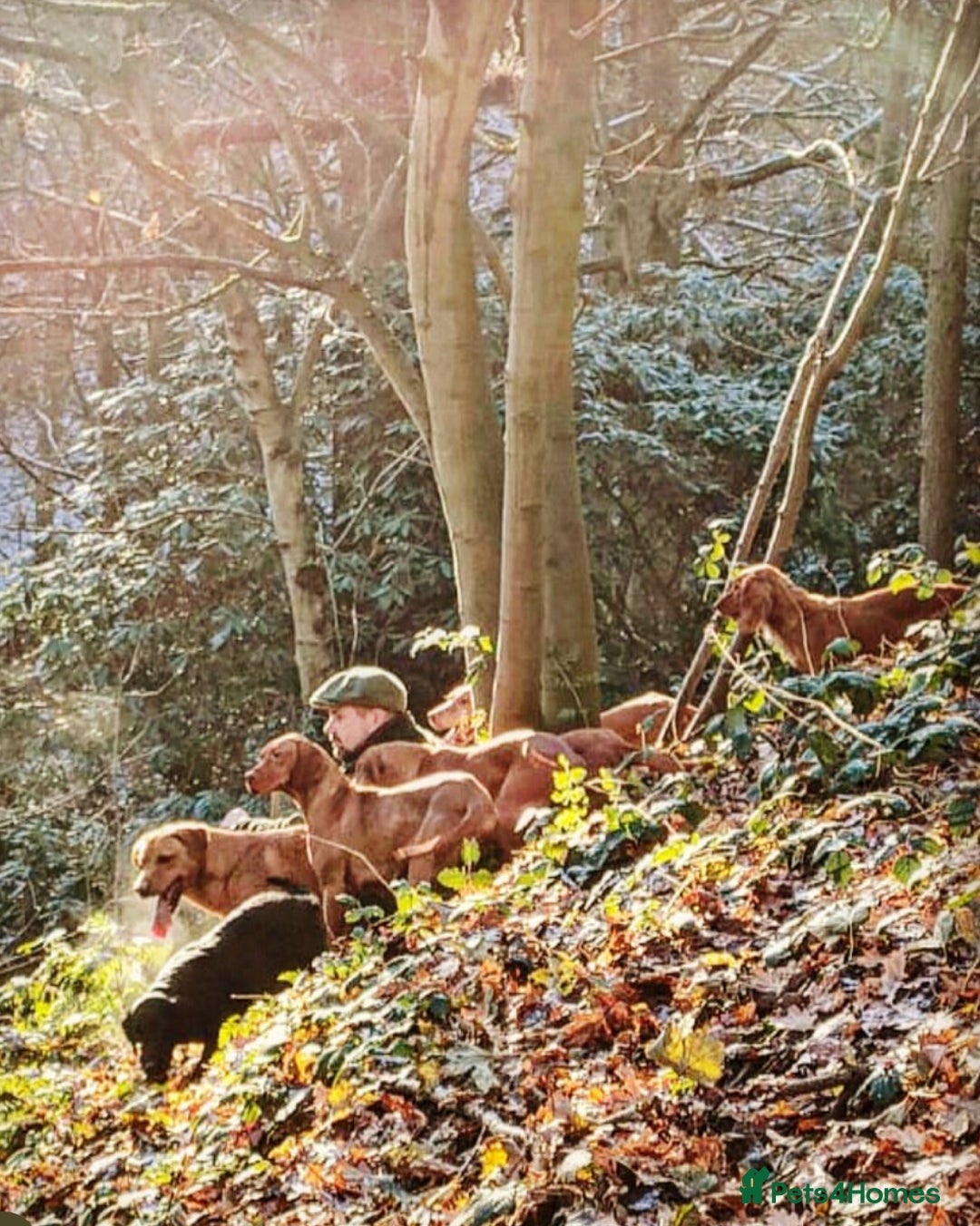 Hungarian Vizsla dogs for sale: Gamekeeper bred KC registered Crufts progeny - Image 22