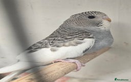 Budgerigars birds for sale: Budgies  - Image 19