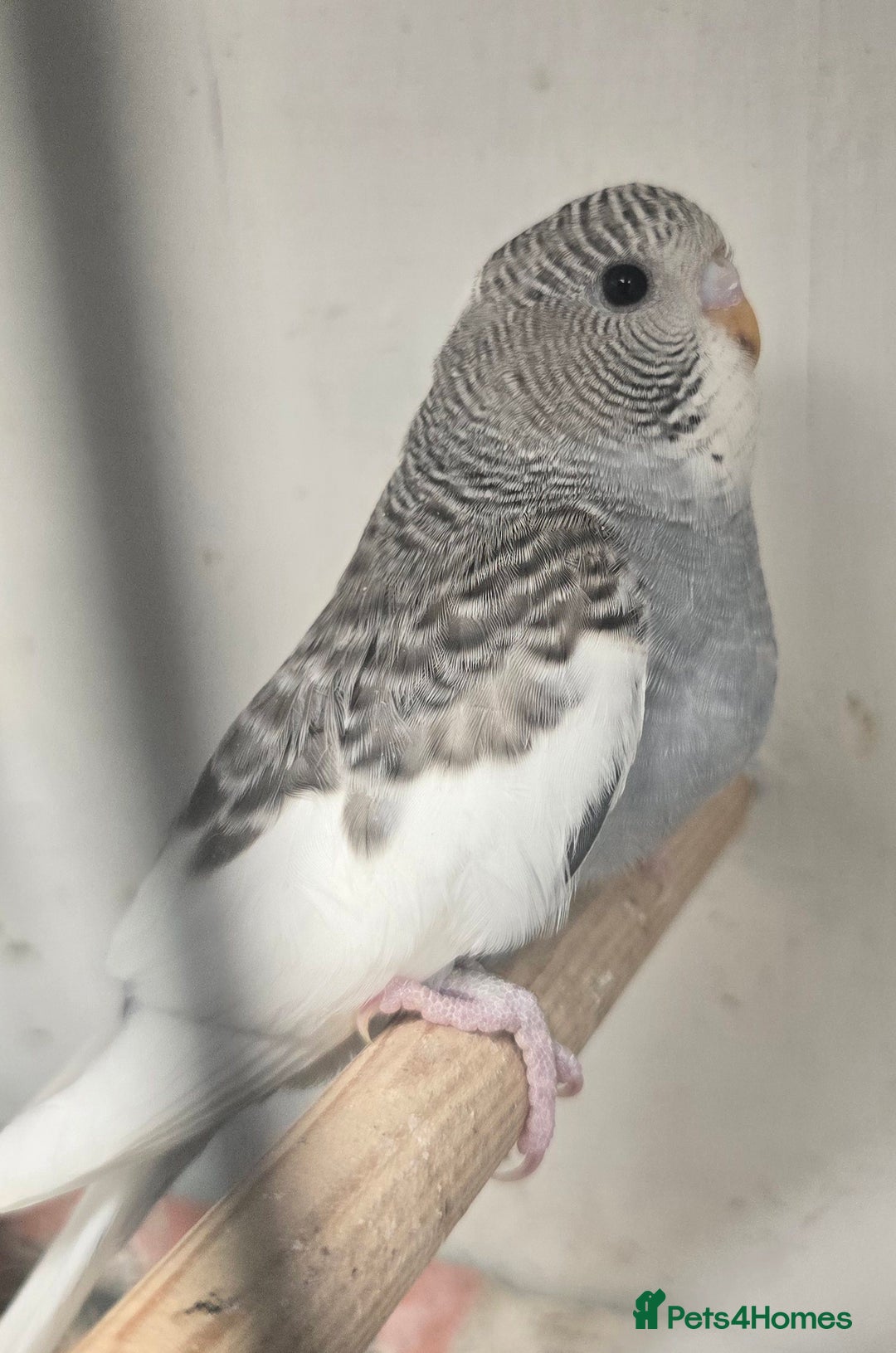Budgerigars birds for sale: Budgies  - Image 19