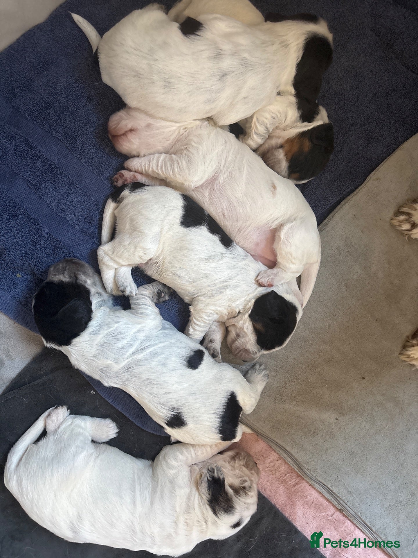Sprocker dogs 6  beautiful sprocker cross puppy’s for sale - Advert 8