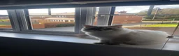 Ragdoll cats for sale: 2 rag doll boys for sale in Cardiff - Advert 5