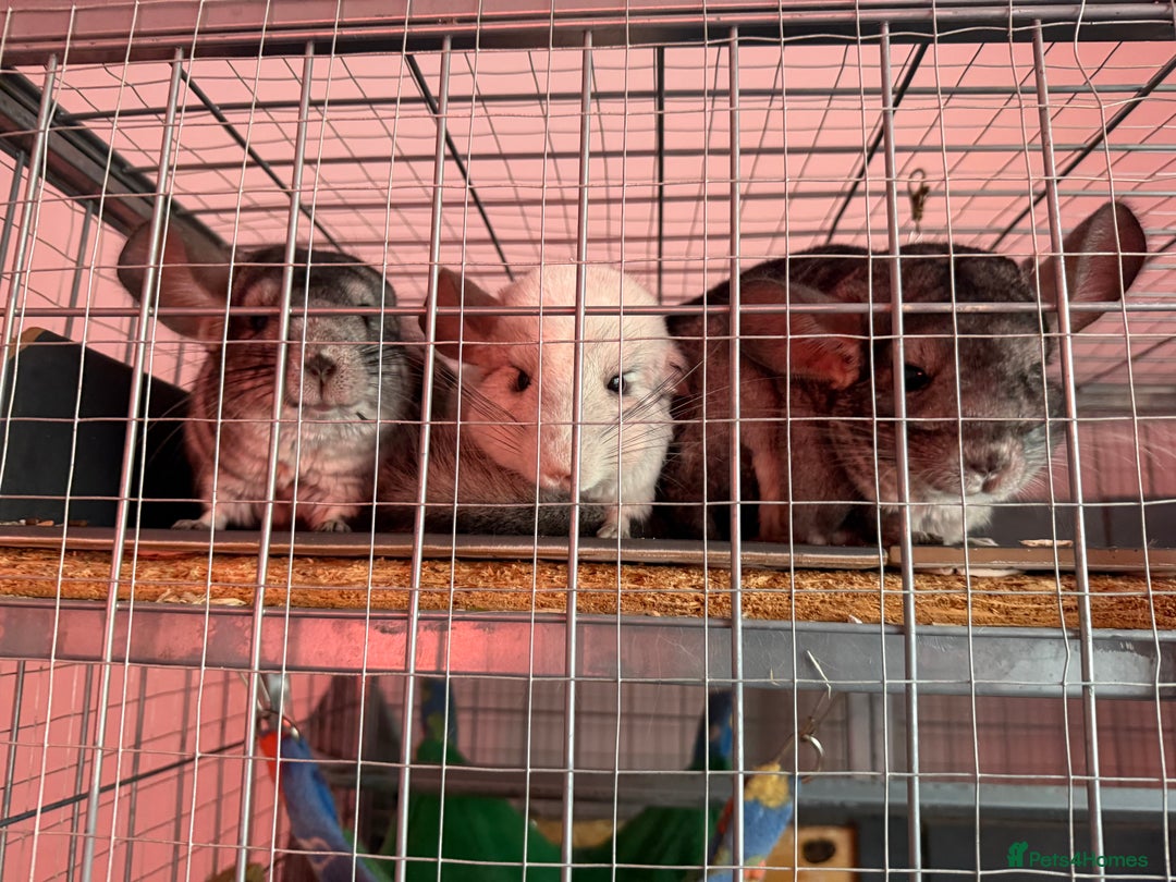 Chinchilla rodents for sale: 3 Chinchillas (family) - Image 7
