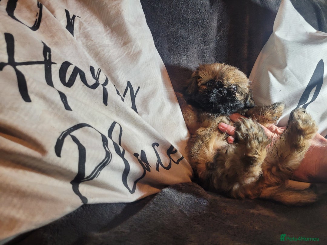Shih Tzu dogs for sale: One beautiful little girl ready friday - Image 6