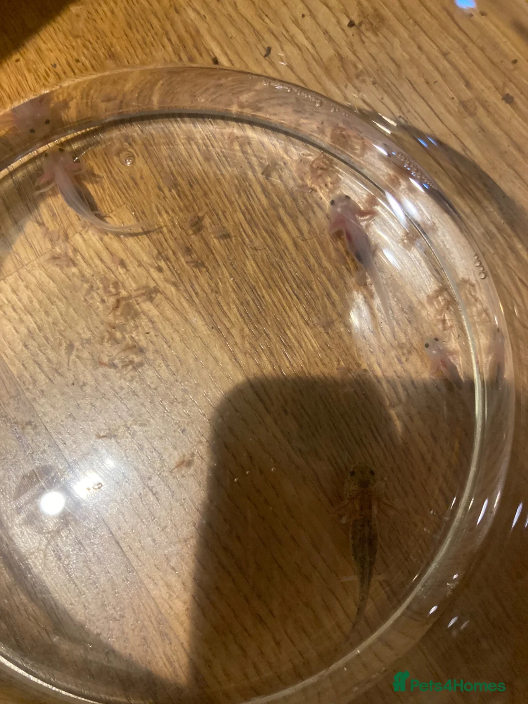 Axolotl reptiles for sale: Axolotls - white and wild grey in Bradford - Advert 5