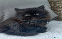 Persian cats for sale: Pure Persian - Image 3