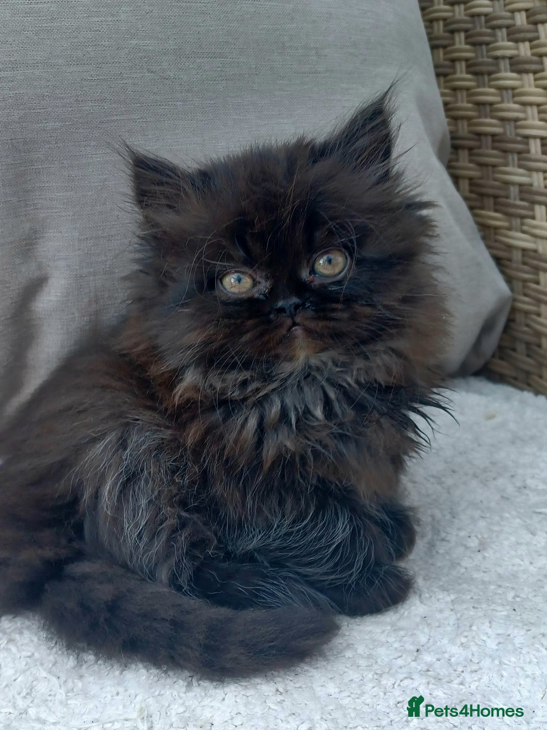 Persian cats for sale: Pure Persian - Image 3
