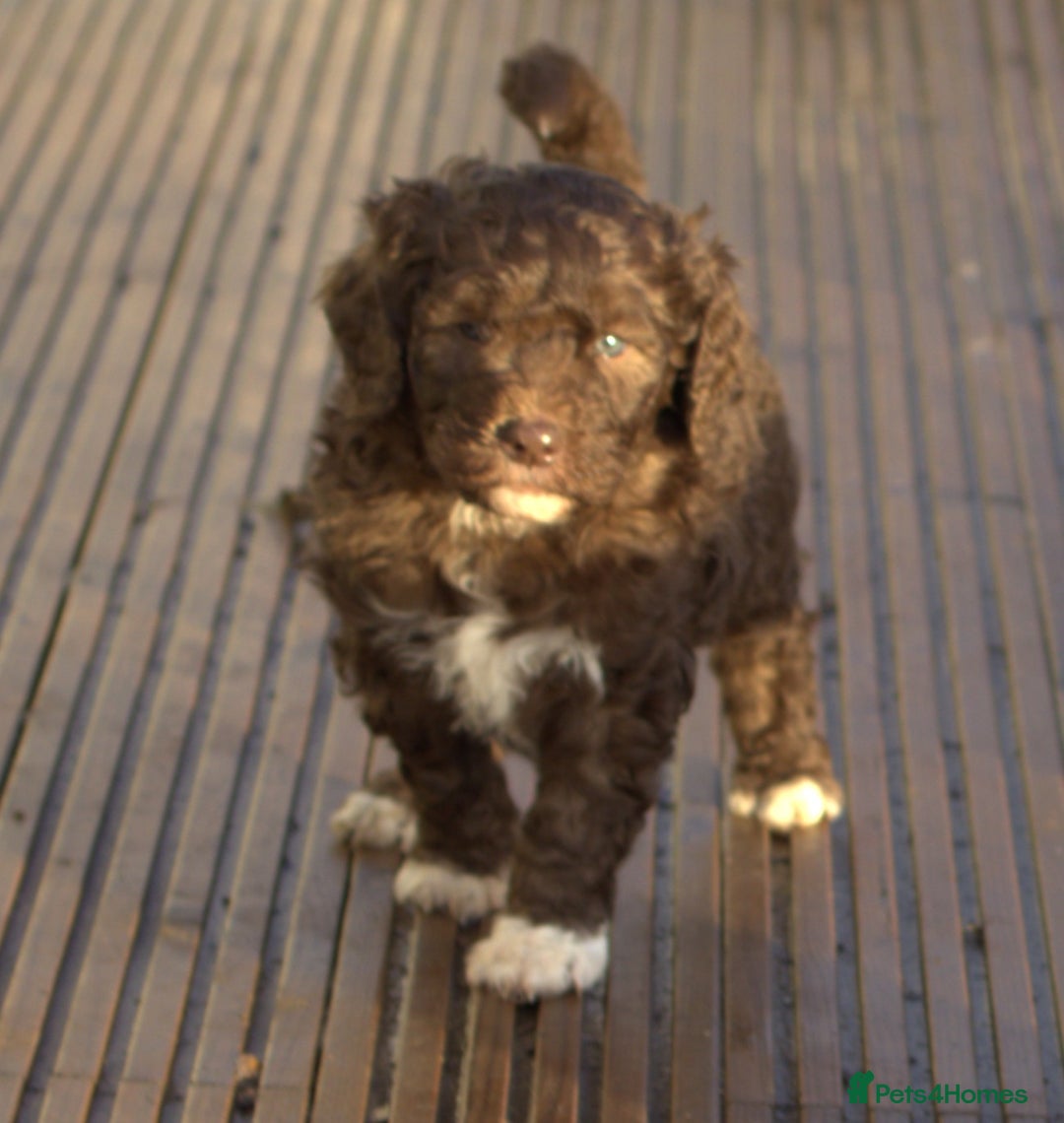 Labradoodle dogs for sale: 🐾🌈 Bred for Potential, Raised for Resilience🐾🌈 - Advert 15