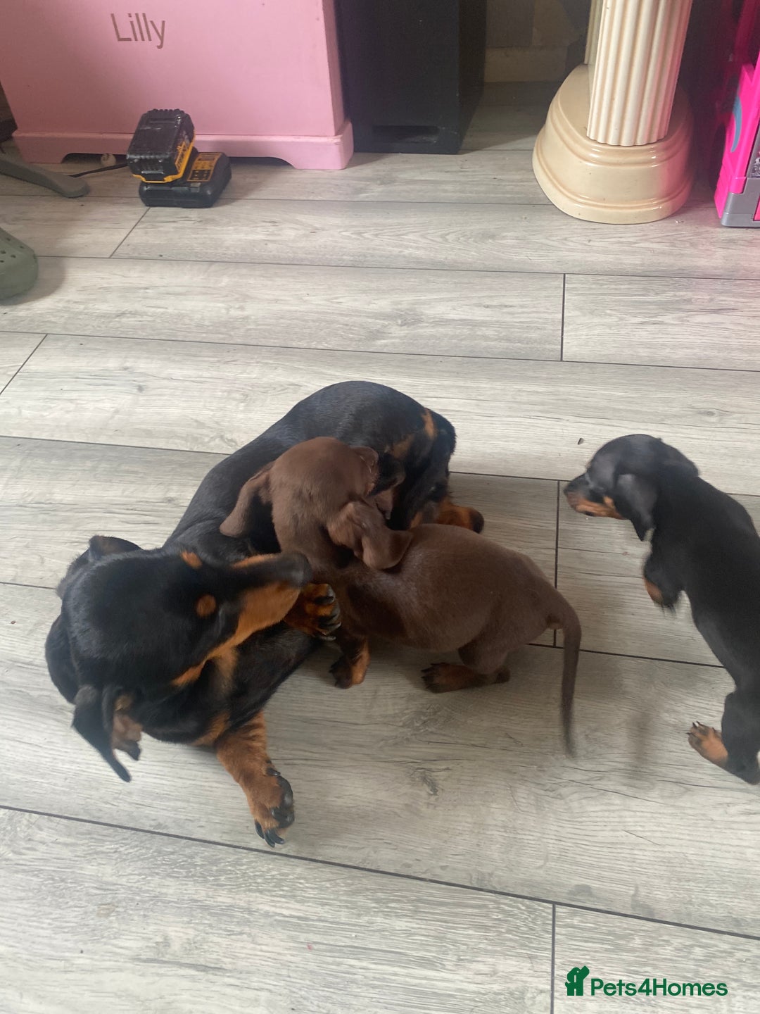Miniature Dachshund dogs for sale: miniature dachshund  - Image 11