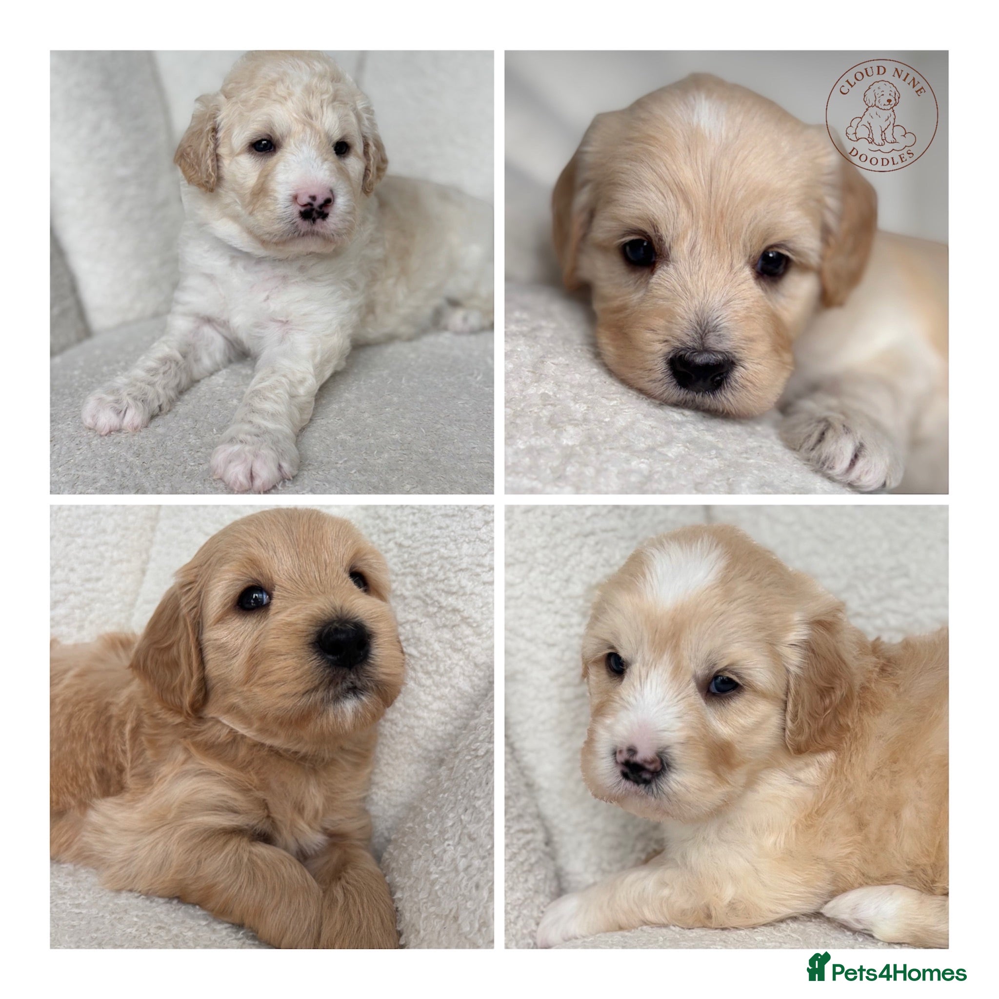 Goldendoodle dogs 🌟 Health Tested Multigen Goldendoodle Puppies 🌟 - Advert 1