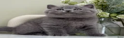 British Shorthair cats for sale: Stunning British Shorthair kittens  - Advert 18