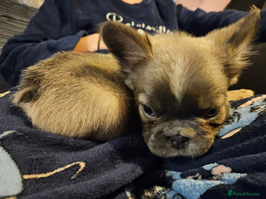 French Bulldog dogs for sale: KC French bulldogs READY FOR THEIR FOREVER HOME 💙 - Advert 12