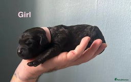 Mixed Breed dogs for sale: F1 Saint Bernedoodles - Image 9