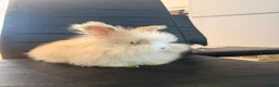 Angora rabbits for sale: Pure bred Angora babies - Advert 5