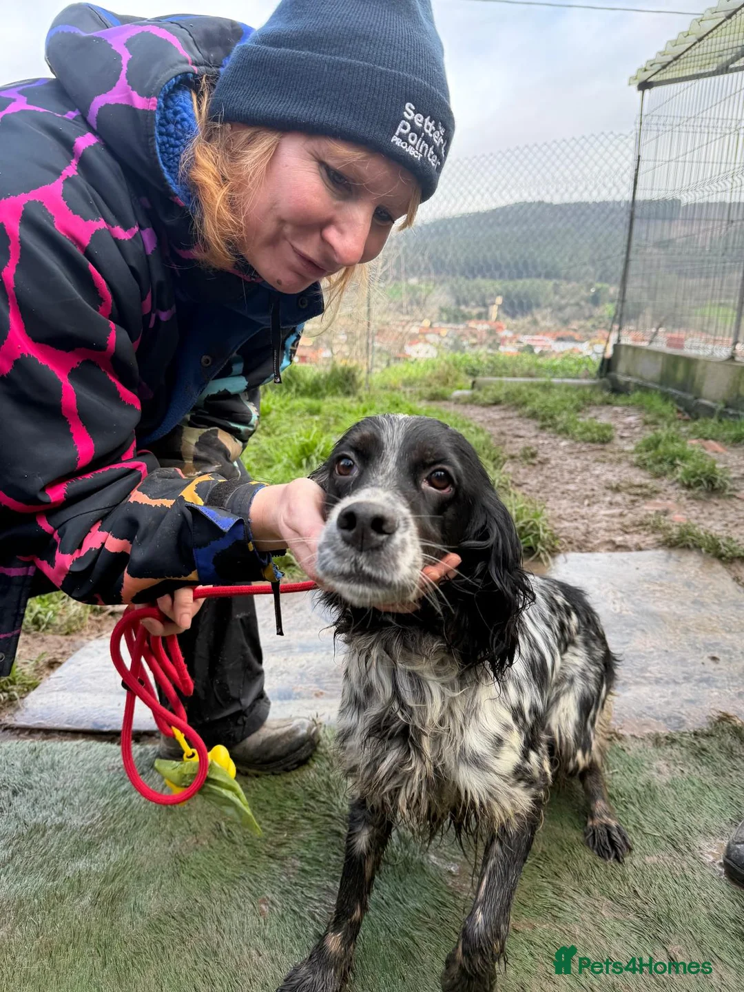 English Setter dogs for adoption: Lina  - Advert 3