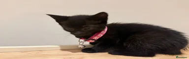 Pink collar (girl) 