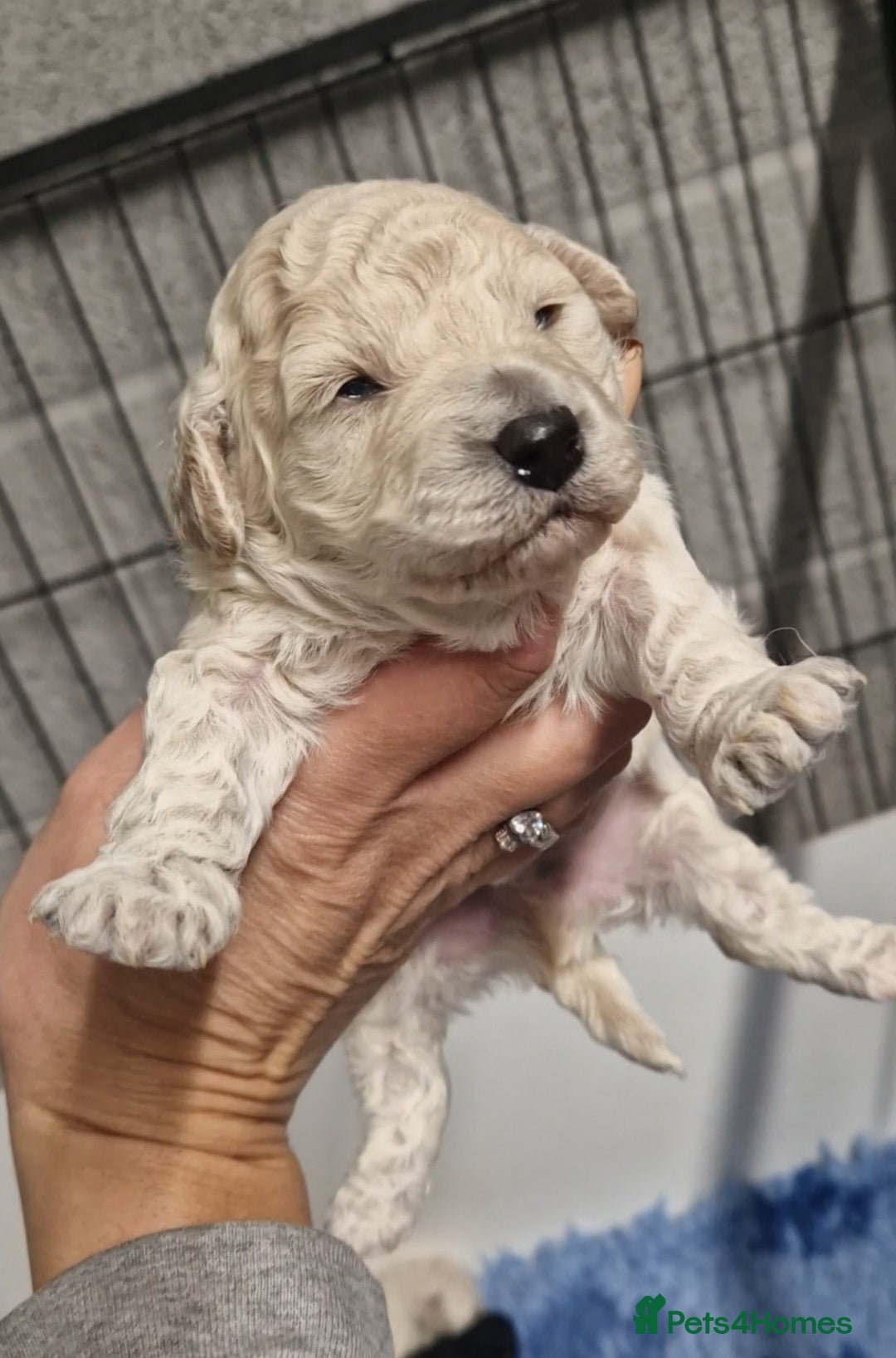 Poochon dogs for sale: 💥RARE COLOUR PHANTOM/CARRIER F1 POOCHONS 💥 - Advert 6