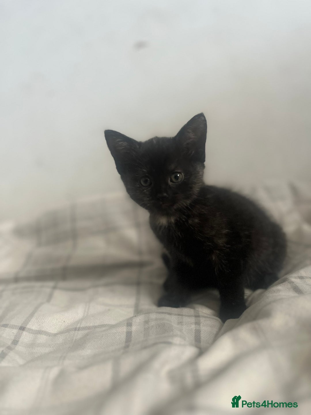British Shorthair cats for sale: Adorable Kittens - Image 7