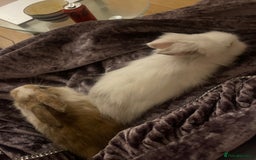 Lionhead rabbits for sale: Baby Lion head and Rex for sale!  - Image 15