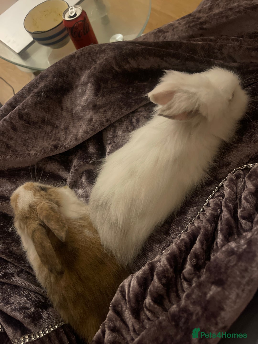 Lionhead rabbits for sale: Baby Lion head and Rex for sale!  - Image 15