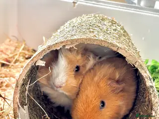 Guinea Pig rodents two piggy brothers need a new home <3 - Advert 17