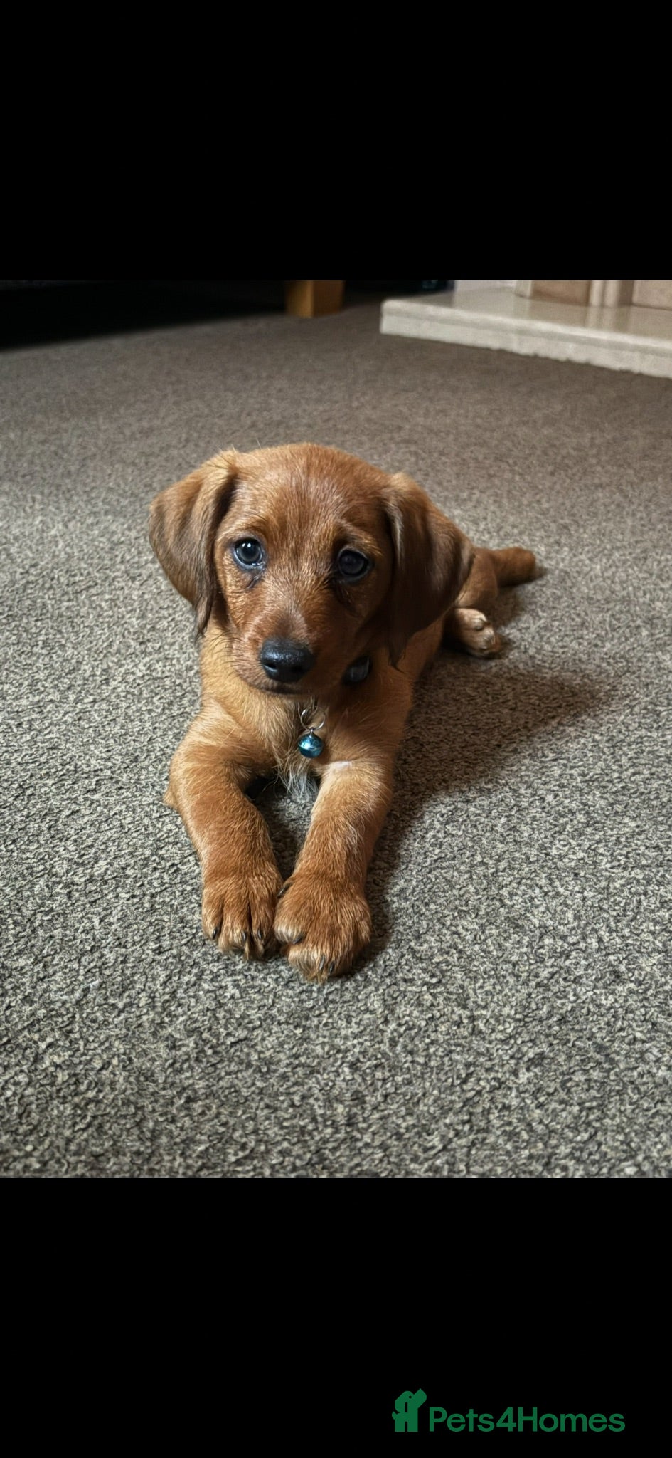 Mixed Breed dogs Miniature Daschunds x pommapoo puppies - Advert 1