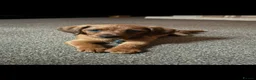 Mixed Breed dogs for sale: Miniature Daschunds x pommapoo puppies - Advert 1