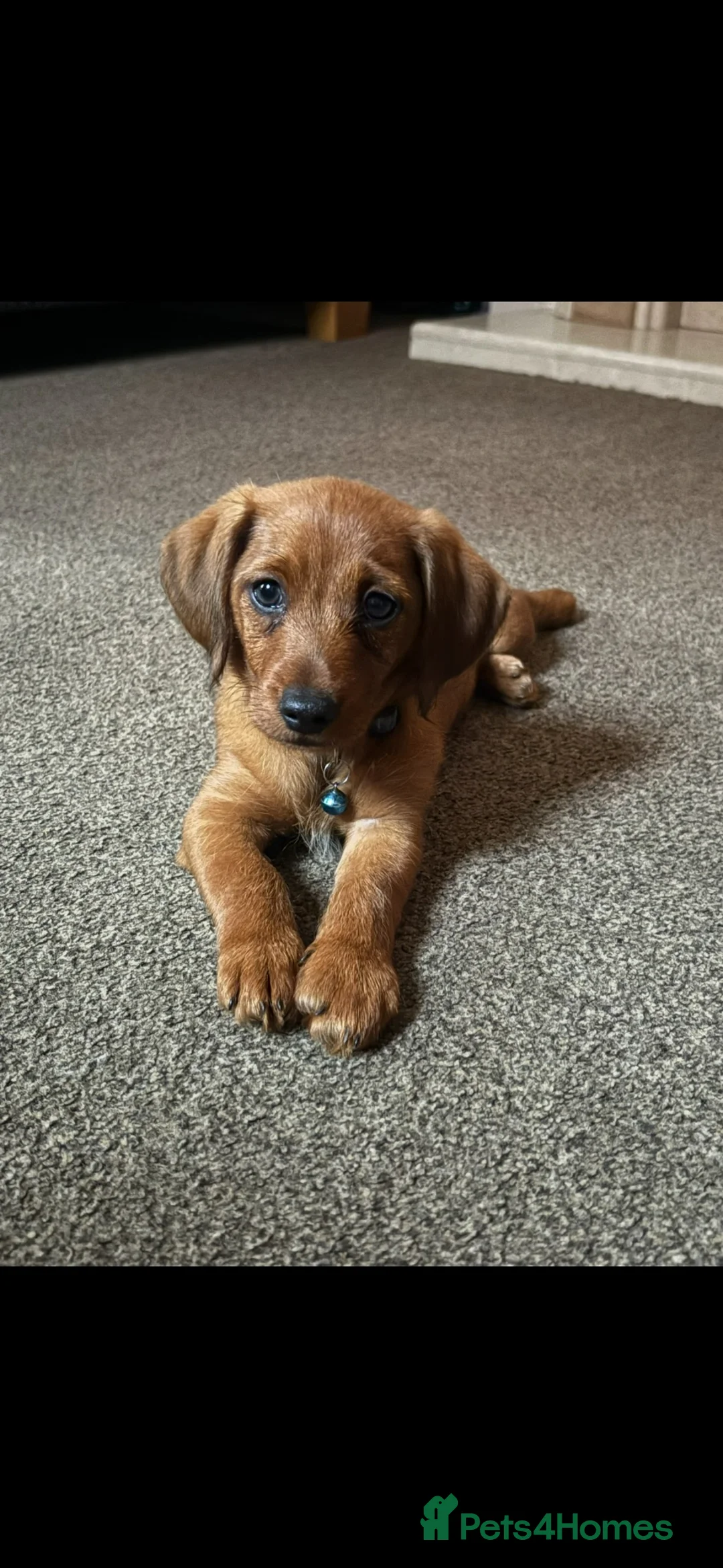 Mixed Breed dogs for sale: Miniature Daschunds x pommapoo puppies - Advert 1