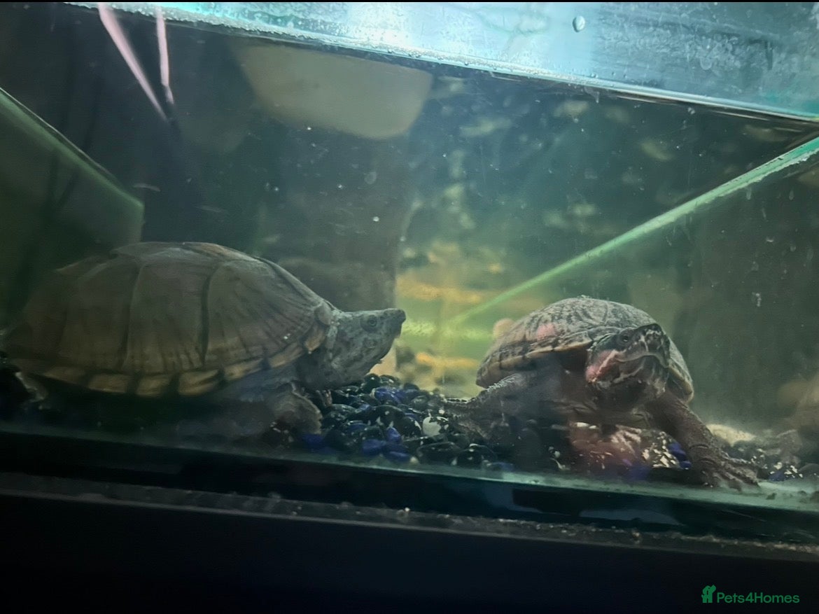 Turtle reptiles Musk turtles  - Advert 2
