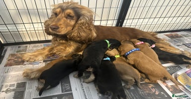 Cocker Spaniel dogs Superb show type cocker spaniel puppies.  - Advert 12