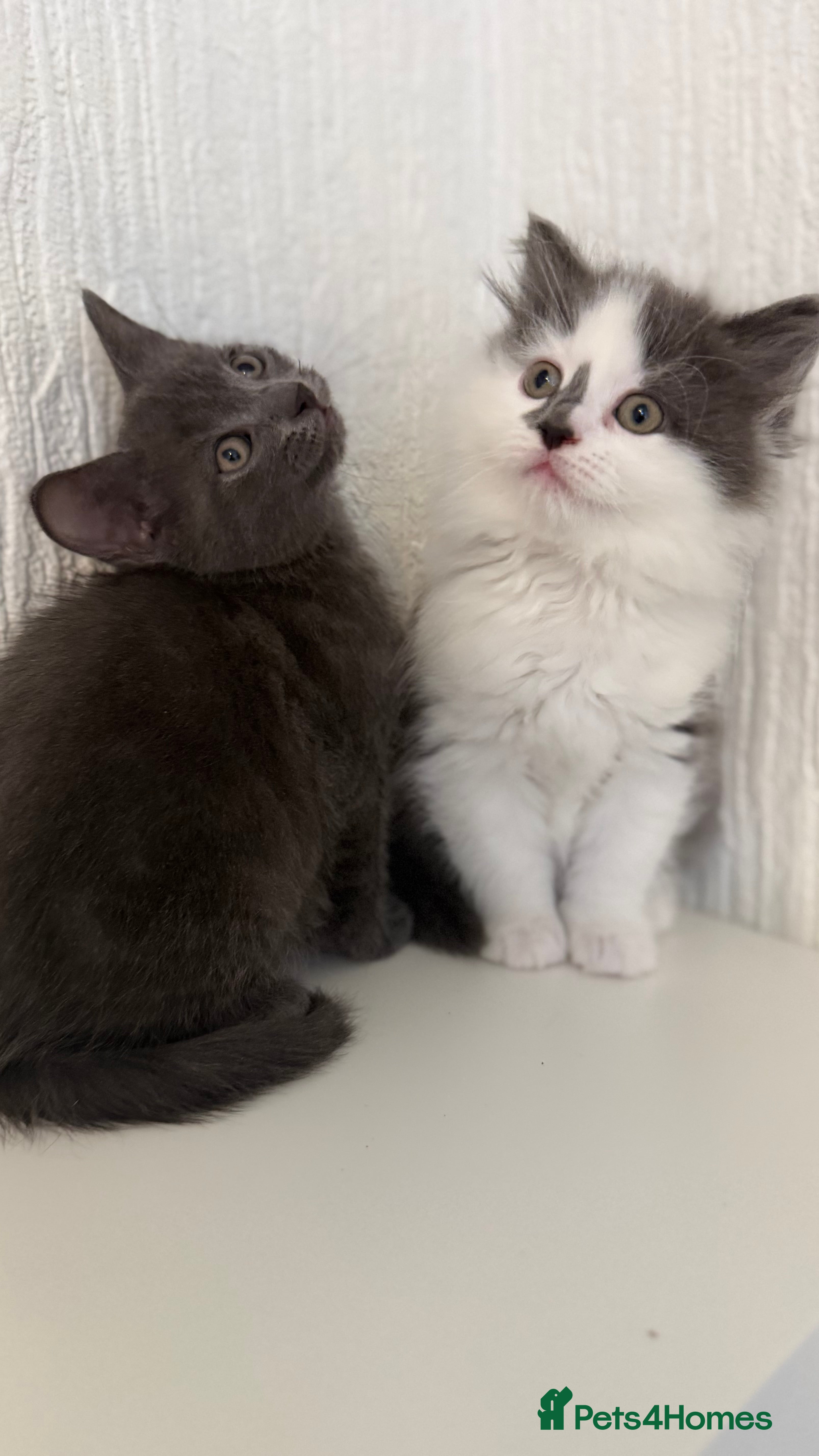 Mixed Breed cats Briths shorthair x ragdoll  - Advert 1