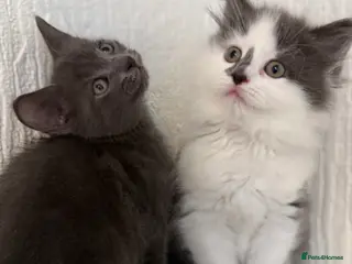 Mixed Breed cats Briths shorthair x ragdoll - Advert 1