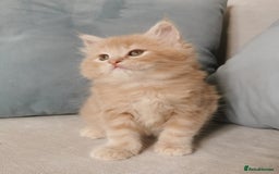Maine Coon cats for sale: Big Chunky Maine Coon Kittens - Image 10