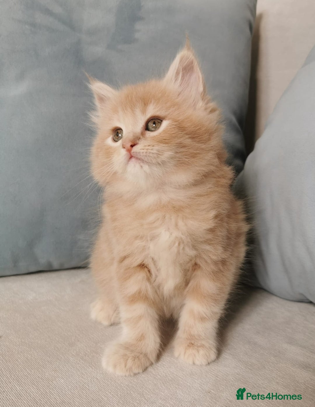 Maine Coon cats for sale: Big Chunky Maine Coon Kittens - Image 10