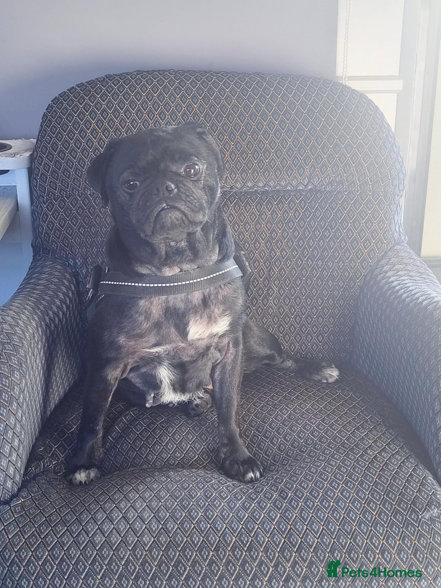 Pug dogs 4 year old pug  - Advert 2