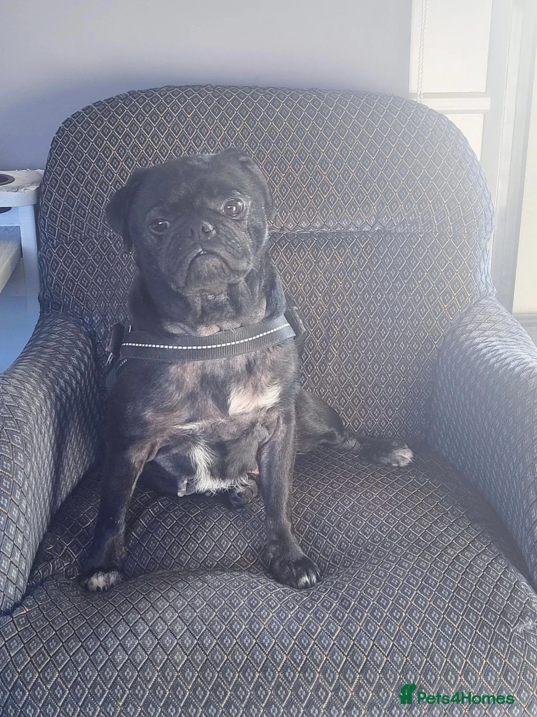 Pug dogs for sale: 4 year old pug  in Gloucester - Advert 1