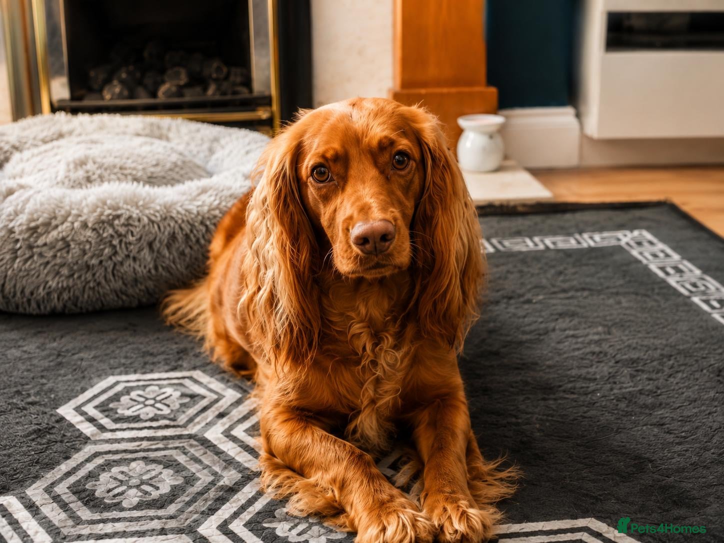 Cockapoo dogs Beautiful Cockapoo Puppies🐾 - Advert 2