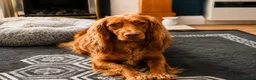 Cockapoo dogs for sale: Beautiful Cockapoo Puppies🐾 - Advert 3