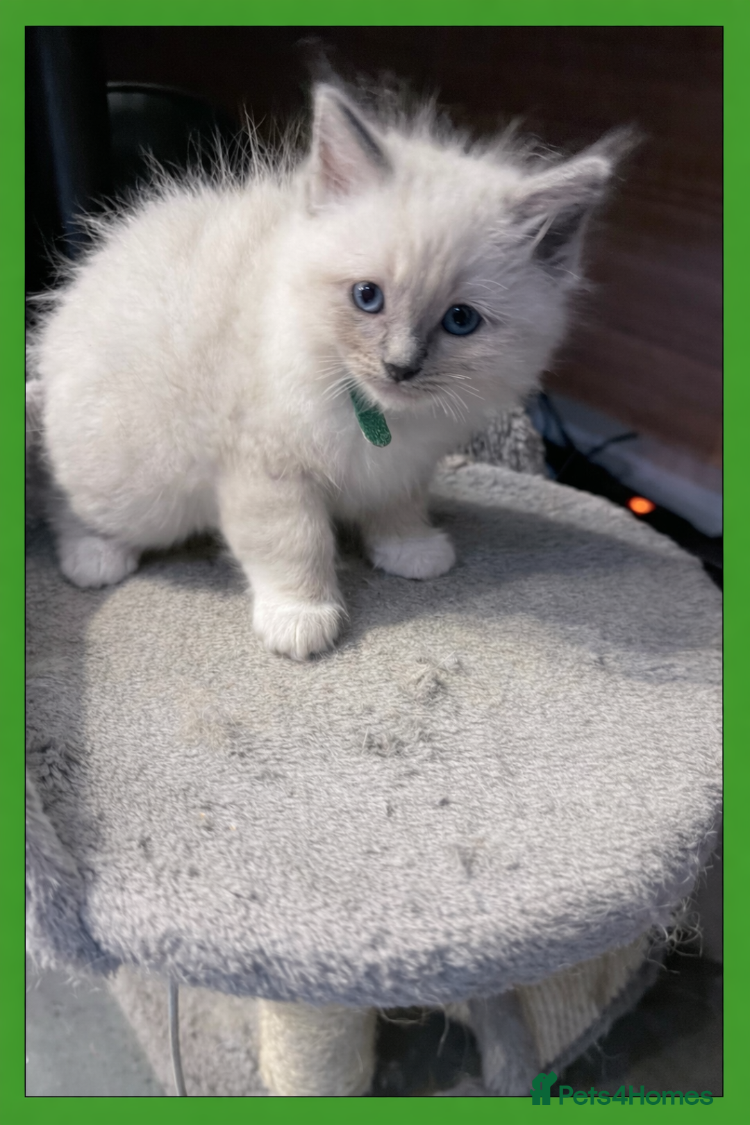 Ragdoll cats for sale: Beautiful ragdolls for sale  - Advert 4