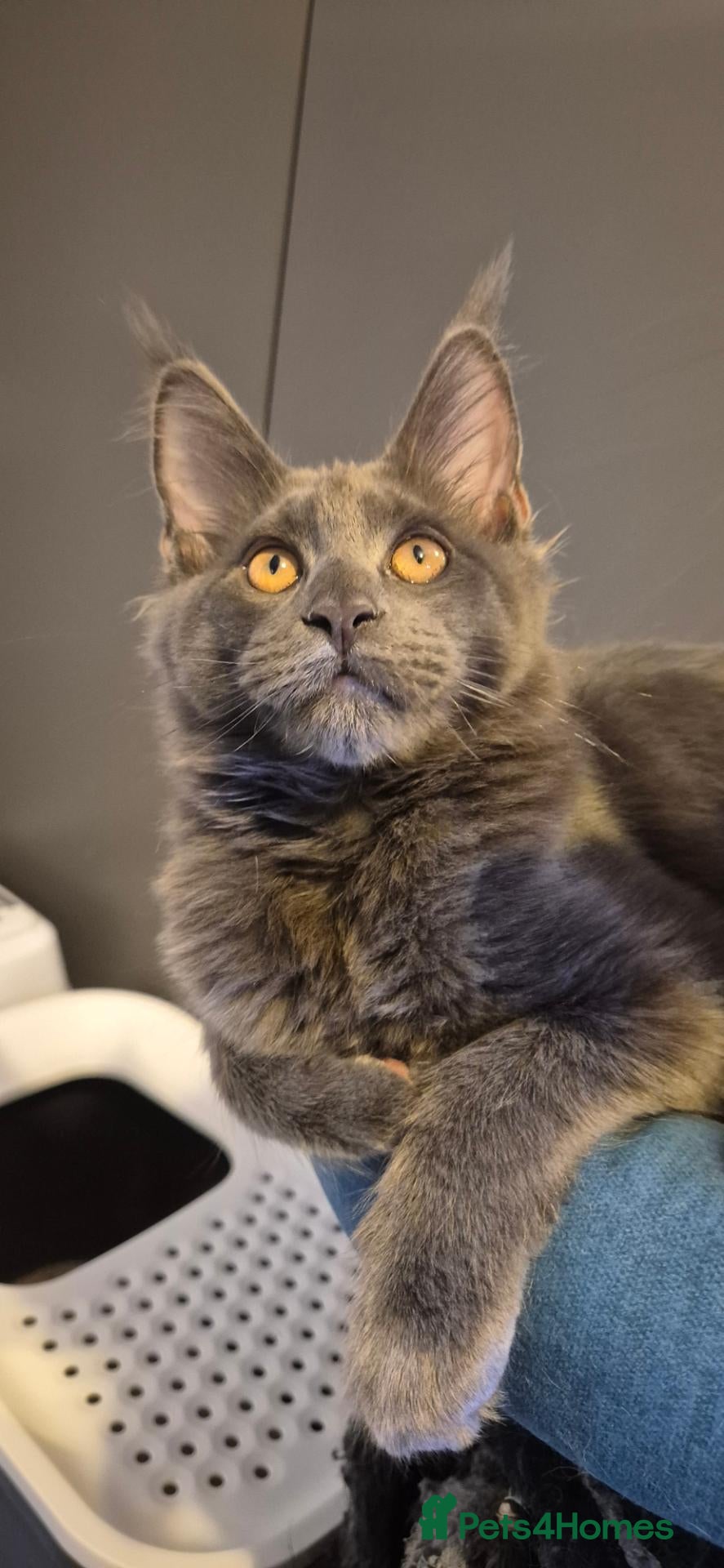Maine Coon cats Maine Coon kittens AVAILABLE (Large) ready now - Advert 1