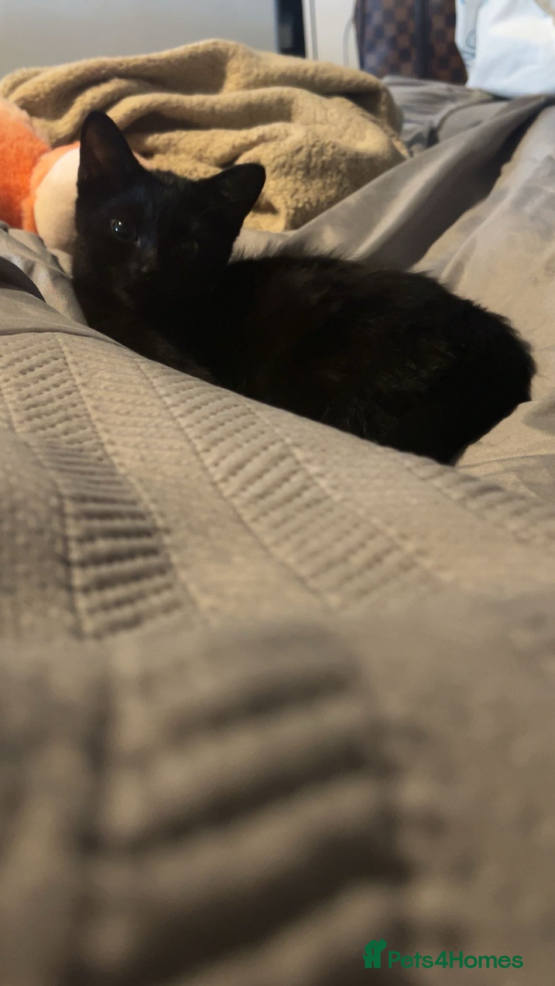 Mixed Breed cats for sale: Kitten  - Image 2