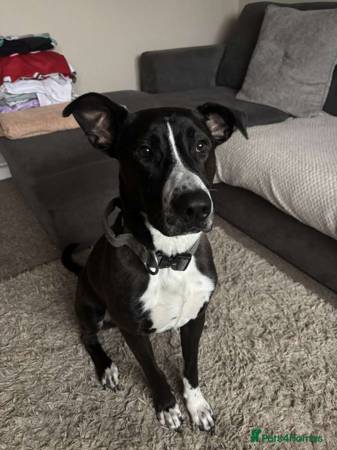 Mixed Breed dogs for sale: Male mixed breed  - Advert 1