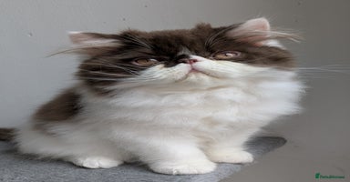Persian cats - Advert 1