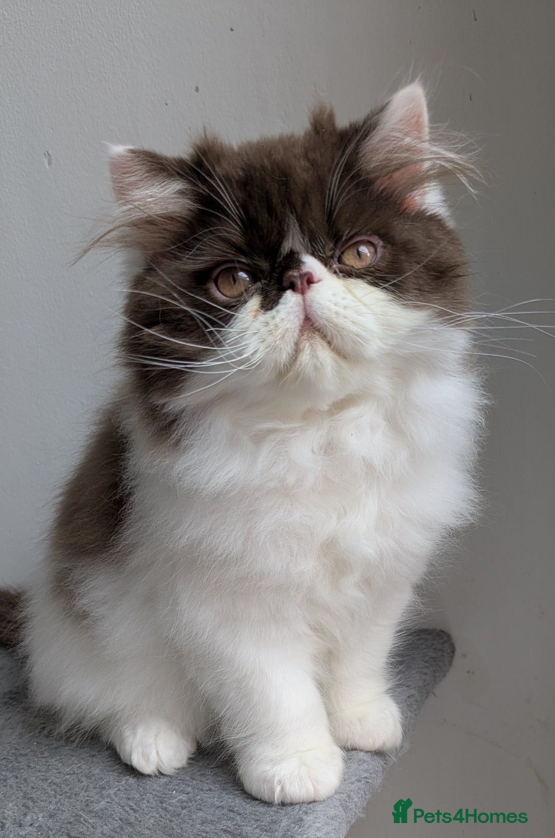 Persian cats for sale: Last Two Stunning Persian Babies  - Image 2